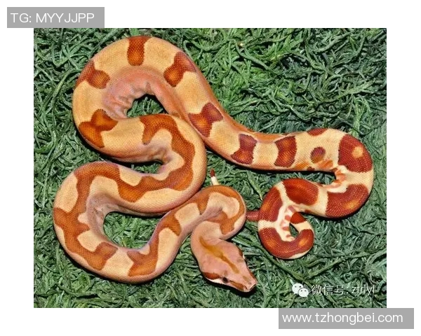 足球明星如动物般灵动的成语探秘与解析